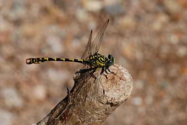 Odonates de Suisse Gomphus à pinces - Onychogomphus  forcipatus unguiculatus 