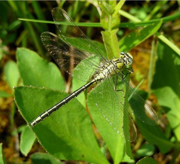 Odonaten der Schweiz Westliche Keiljungfer - Gomphus  pulchellus 