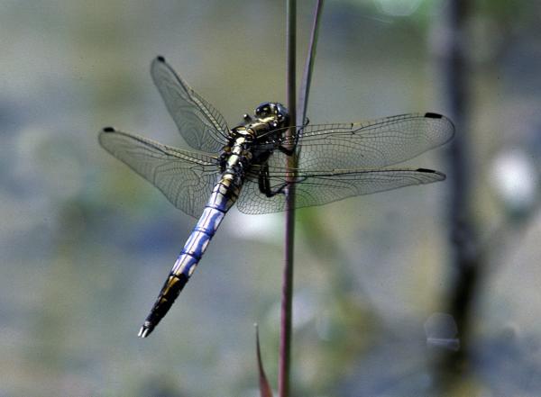 Odonaten der Schweiz Östlicher Blaupfeil - Orthetrum  albistylum 