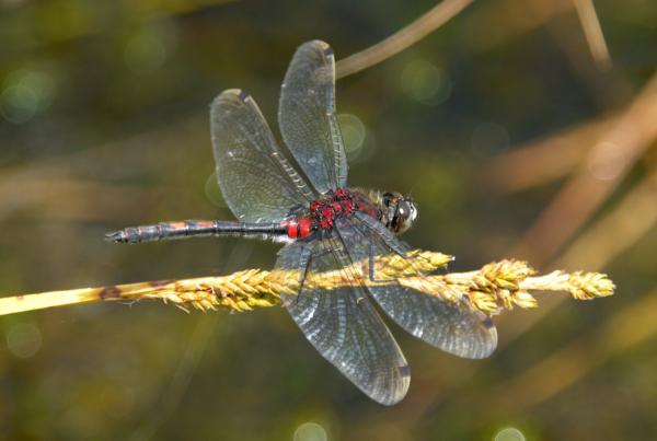 Odonaten der Schweiz Kleine Moosjungfer - Leucorrhinia  dubia 