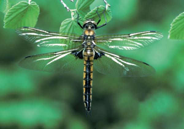 Odonaten der Schweiz Zweifleck - Epitheca bimaculata