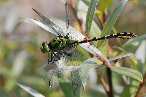 Odonaten der Schweiz Grüne Keiljungfer  - Ophiogomphus  cecilia 