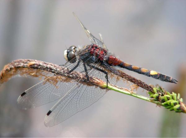 Odonaten der Schweiz Grosse Moosjungfer  - Leucorrhinia  pectoralis 