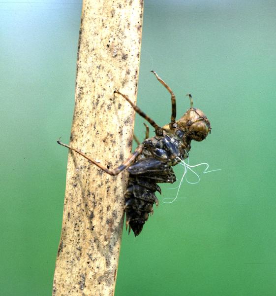 Odonaten der Schweiz Zierliche Moosjungfer  - Leucorrhinia  caudalis 