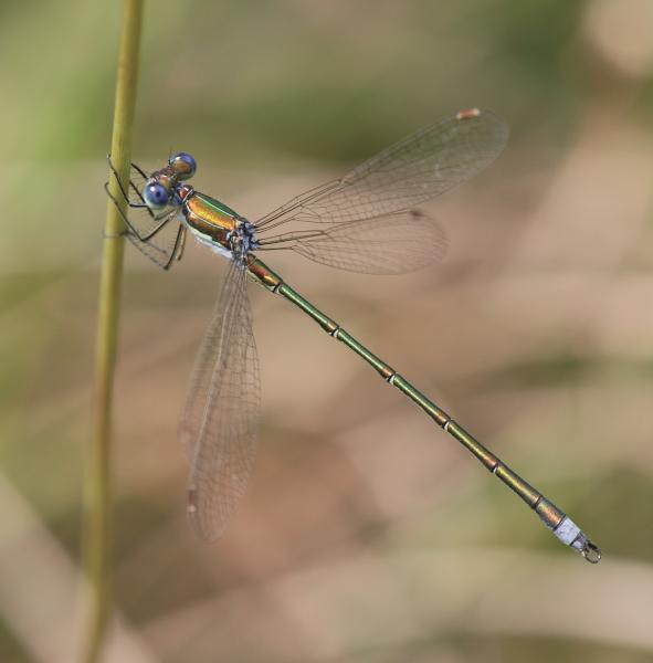 Odonaten der Schweiz Kleine Binsenjungfer - Lestes virens vestalis 