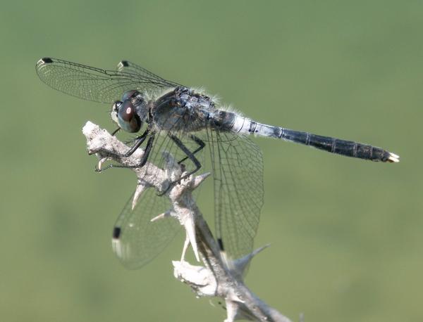 Odonaten der Schweiz Östliche Moosjungfer - Leucorrhinia  albifrons 