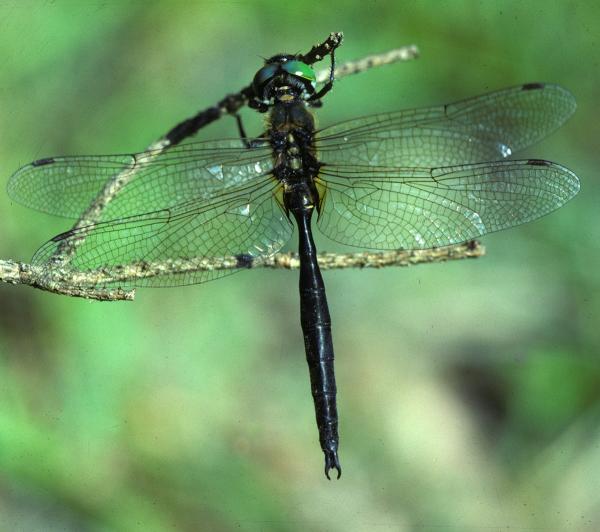 Odonaten der Schweiz Arktische Smaragdlibelle - Somatochlora  arctica 