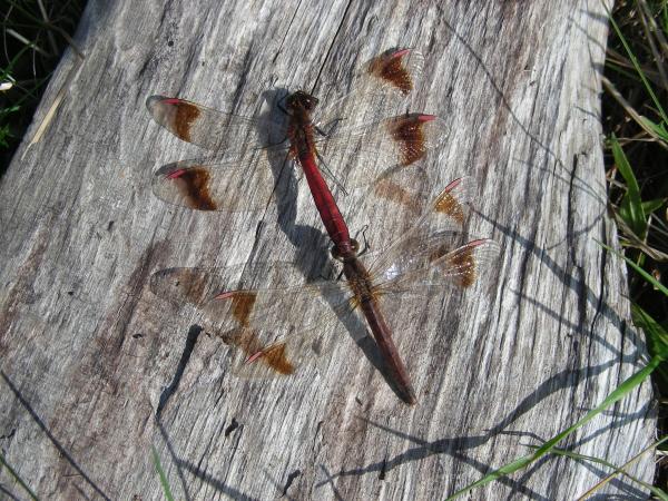 Odonaten der Schweiz Gebänderte Heidelibelle - Sympetrum  pedemontanum 