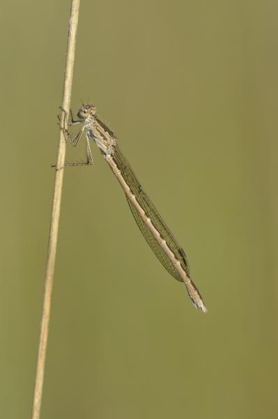 Odonaten der Schweiz Sibirische Winterlibelle - Sympecma  paedisca 
