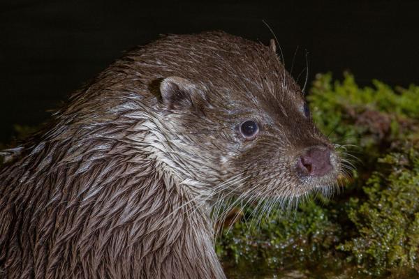 Loutre (© Stéphane Raimond)
