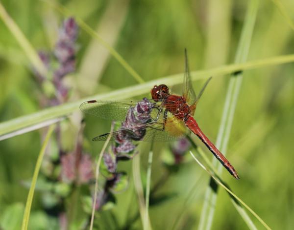 Odonaten der Schweiz Zweifleck - Sympetrum  flaveolum 