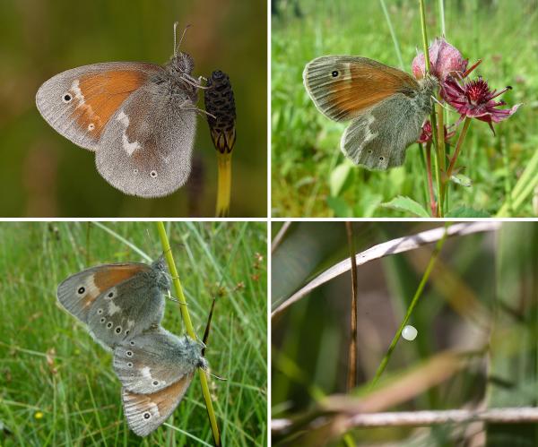 Papillons de jour de Suisse Fadet des tourbières - Coenonympha tullia