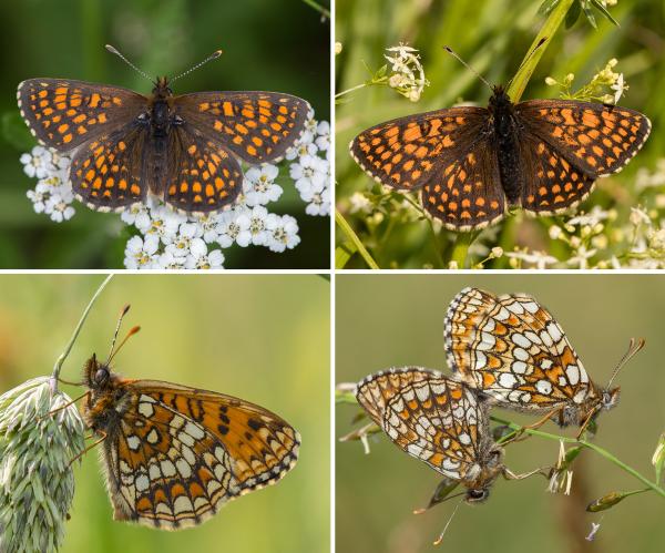 Papillons de jour de Suisse Mélitée des véroniques - Melitaea britomartis