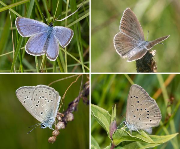 Papillons de jour de Suisse Azuré des mouillères - Phengaris alcon