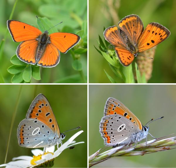 Papillons de jour de Suisse Cuivré des marais - Lycaena dispar