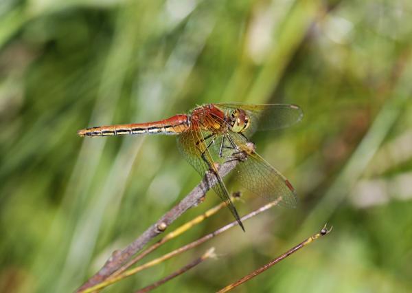 Odonaten der Schweiz Zweifleck - Sympetrum  flaveolum 