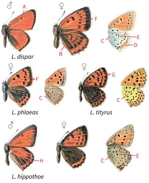Papillons de jour de Suisse Cuivré des marais - Lycaena dispar