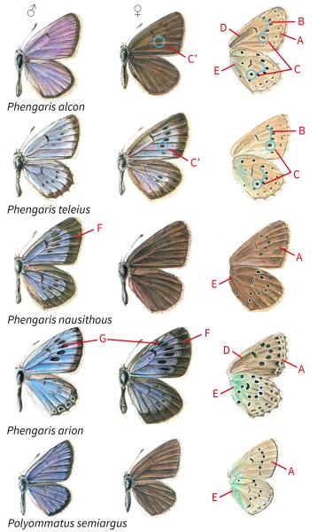Papillons de jour de Suisse Azuré des mouillères - Phengaris alcon