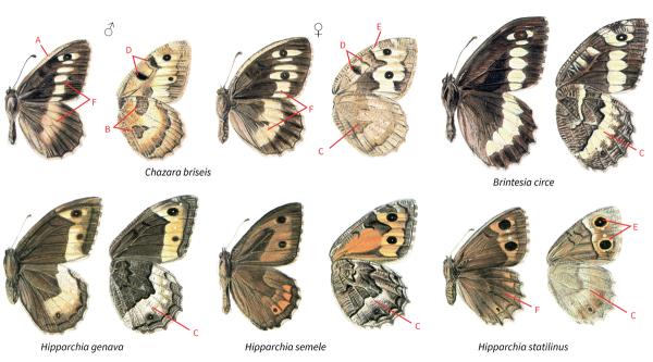 Papillons de jour de Suisse Hermite - Chazara briseis