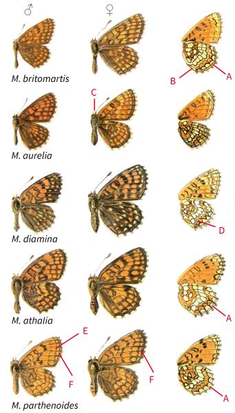 Papillons de jour de Suisse Mélitée des véroniques - Melitaea britomartis