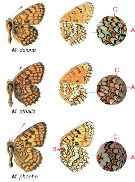 Papillons de jour de Suisse Mélitée des linaires - Melitaea deione
