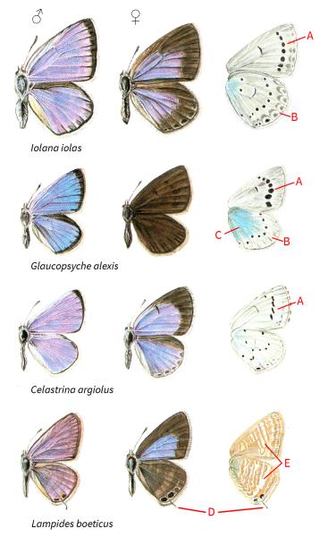 Papillons de jour de Suisse Azuré du baguenaudier - Iolana iolas