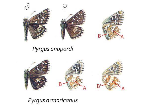 Papillons de jour de Suisse Hespérie de l'onoporde - Pyrgus onopordi