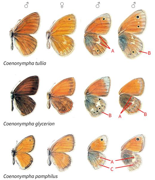 Papillons de jour de Suisse Fadet des tourbières - Coenonympha tullia