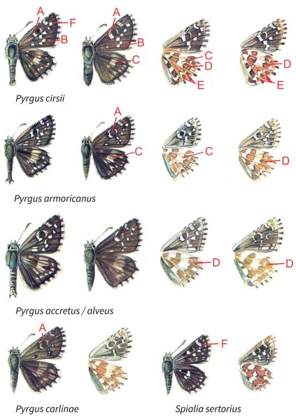 Tagfalter der Schweiz  Spätsommer-Würfelfalter - Pyrgus cirsii