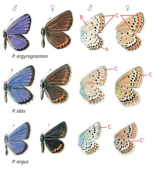 Papillons de jour de Suisse Azuré des coronilles - Plebeius argyrognomon