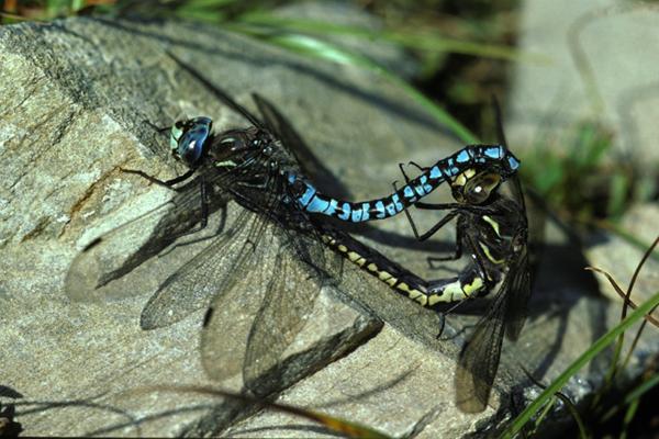 Odonaten der Schweiz Alpen-Mosaikjungfer - Aeshna  caerulea 