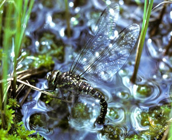 Odonaten der Schweiz Hochmoor-Mosaikjungfer - Aeshna  subarctica elisabethae 