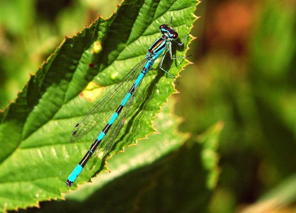 Odonaten der Schweiz Speer-Azurjungfer - Coenagrion  hastulatum