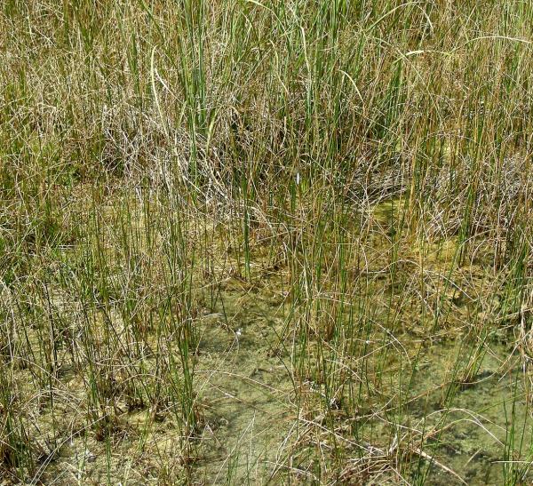 Odonaten der Schweiz Scharlachlibelle,  Späte Adonislibelle,  - Ceriagrion tenellum 
