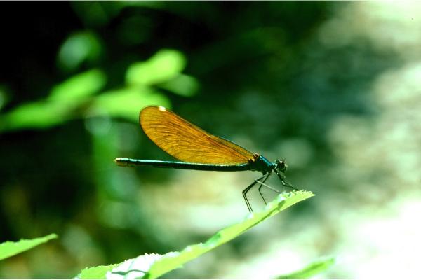 Odonaten der Schweiz Südliche Prachtlibelle  - Calopteryx  virgo meridionalis 