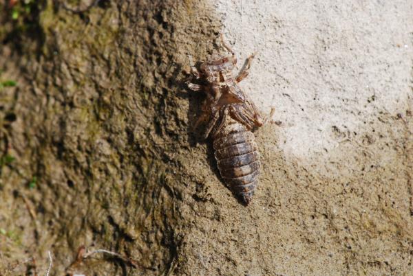 Odonates de Suisse Gomphus à pinces - Onychogomphus  forcipatus unguiculatus 