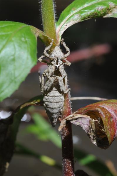 Odonaten der Schweiz Westliche Keiljungfer - Gomphus  pulchellus 