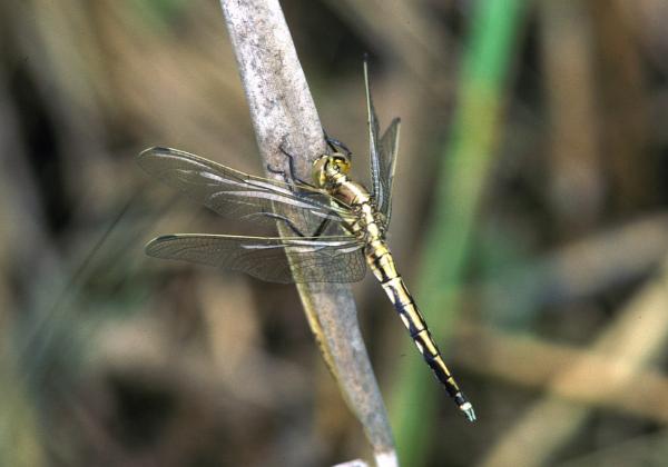 Odonaten der Schweiz Östlicher Blaupfeil - Orthetrum  albistylum 