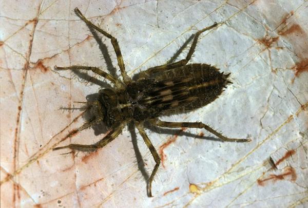 Odonates de Suisse Cordulie à ventre fin  - Oxygastra curtisii 