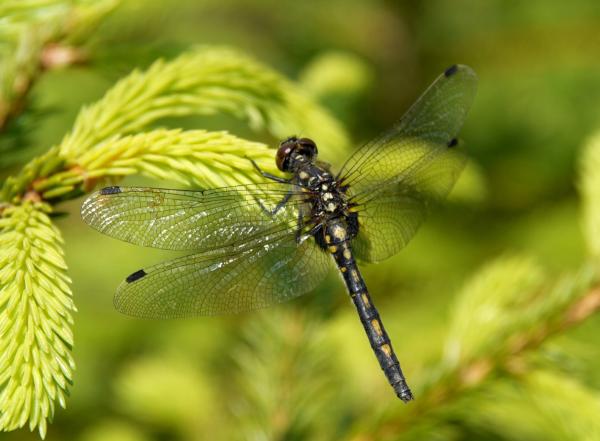 Odonaten der Schweiz Kleine Moosjungfer - Leucorrhinia  dubia 