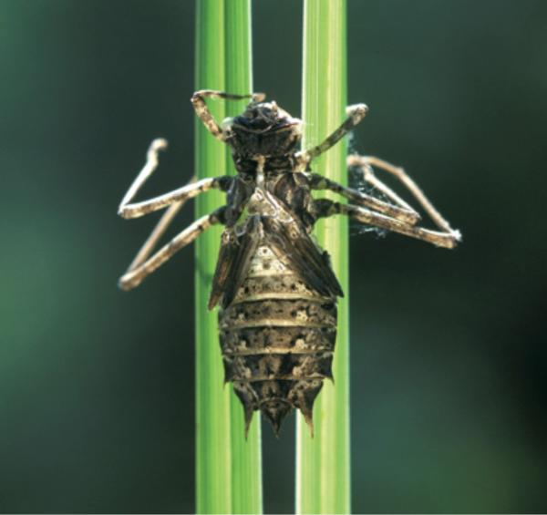 Odonaten der Schweiz Zweifleck - Epitheca bimaculata