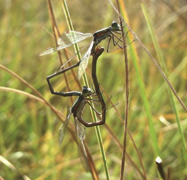 Odonaten der Schweiz Kleine Binsenjungfer - Lestes virens vestalis 