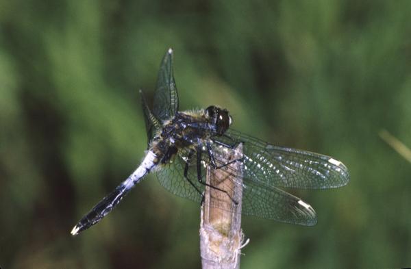 Odonaten der Schweiz Zierliche Moosjungfer  - Leucorrhinia  caudalis 