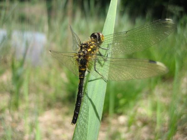 Odonaten der Schweiz Östliche Moosjungfer - Leucorrhinia  albifrons 