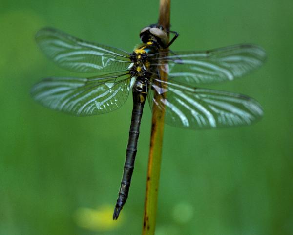 Odonaten der Schweiz Arktische Smaragdlibelle - Somatochlora  arctica 