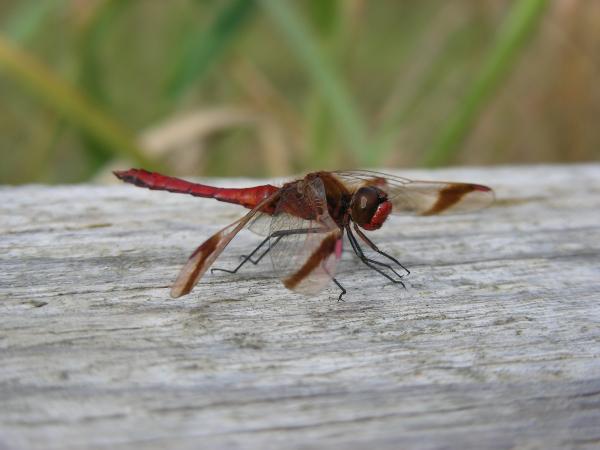 Odonaten der Schweiz Gebänderte Heidelibelle - Sympetrum  pedemontanum 