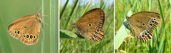 Papillons de jour de Suisse Fadet des laîches - Coenonympha oedippus