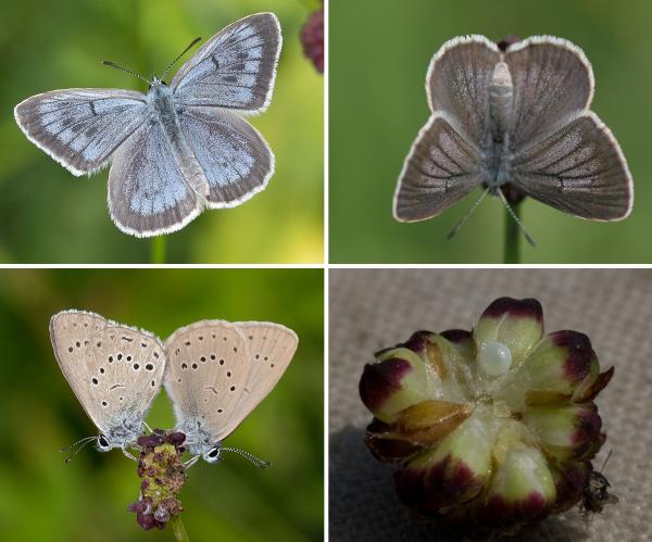 Papillons de jour de Suisse Azuré de la sanguisorbe - Phengaris teleius