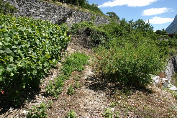 Papillons de jour de Suisse Azuré du baguenaudier - Iolana iolas