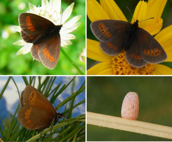 Papillons de jour de Suisse Moiré des Sudètes - Erebia sudetica